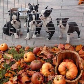 Boston Terrier,Bostonský terier,Boston - 1