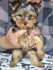 Yorkshire terrier