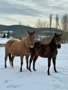 AQHA kobylka