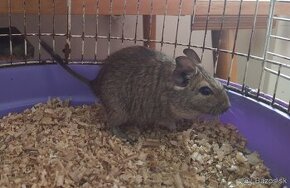 Osmak degu