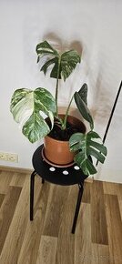 Monstera Albo Variegata