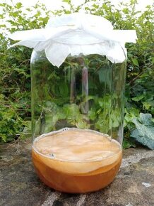 KOMBUCHA SKLENICE+SCOBY+STARTÉR+NÁVOD