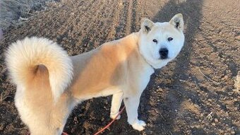 7 rocna fenka Akita Inu