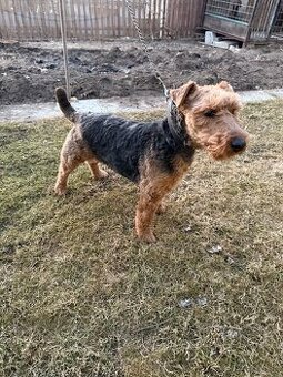 Welsh terrier