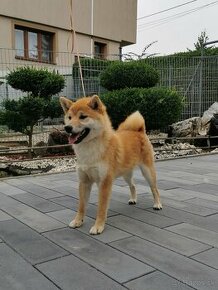 Shiba inu