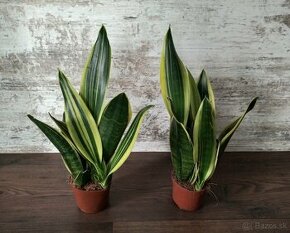 Sansevieria - 3 druhy