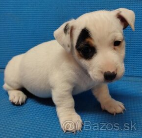 Jack russel terier