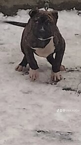 American bully