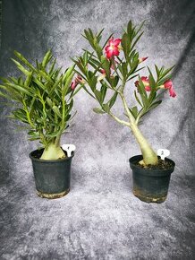 Púštna ruža- Adenium obesum bonsai - 1