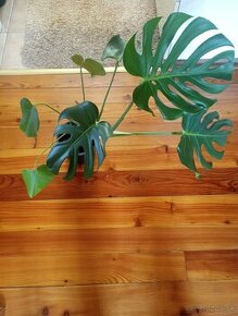 Monstera