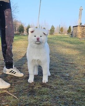 Akita Inu s PP- odběr ihned