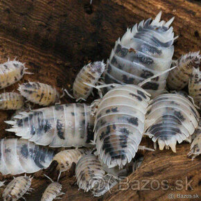 ISOPOD - porcellio-laevis-dairy-cow