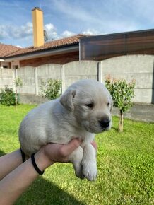 Predám šteniatka labradora bez PP