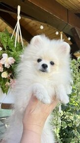 Pomeranian s FCI PP - white