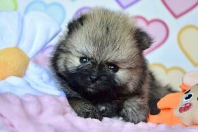 Pomeranian s PP