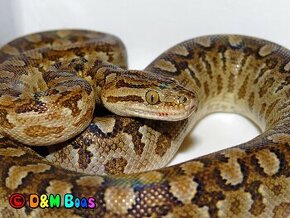 Epicrates cenchria alvarezi - Argentine Rainbow Boa