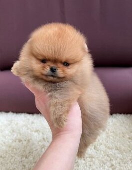 Pomeranian