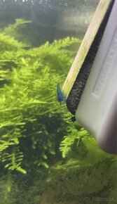 Neocaridina Blue dream krevetky - 2 KS ZDARMA