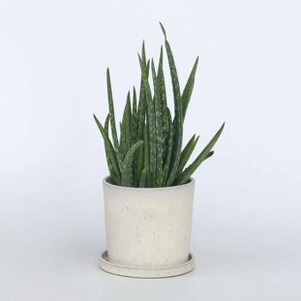 Darujem výhonky aloe vera