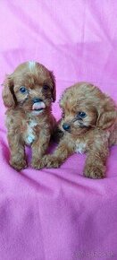 Cavapoo,kavapoo mini,cavapo