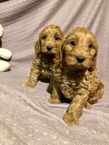 Cockapoo puppys