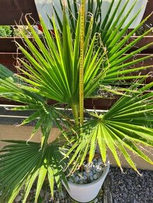 Palma Washingtonia Robusta