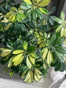 Schefflera