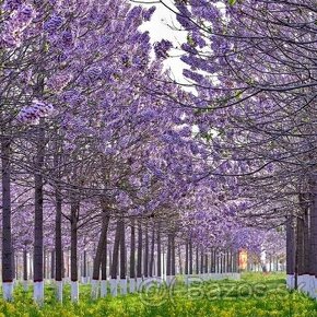 Paulownia stromčeky už kvitnúce sadenice