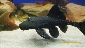 L155  Adonis Pleco (Acanthicus adonis)