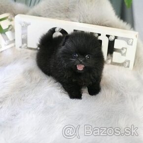 Pomeranian mini