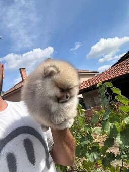 Pomeranian mini šable