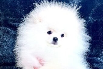 Pomeranian