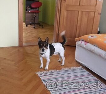 Darujem psíka Jack russell teriér