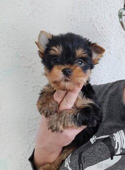 Yorkshire terrier - šteniatka s PP