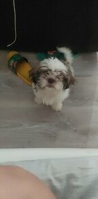 Shih-tzu šteniatko