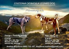 Louisiánsky leopardí pes - šteniatka s PP