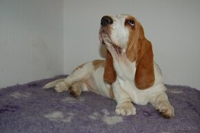 Basset hound dievcatko