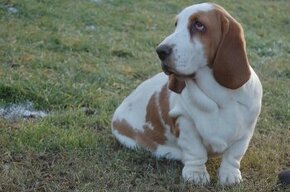 Basset hound dievcatko