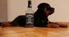 Šteniatka Rottweiler - 1