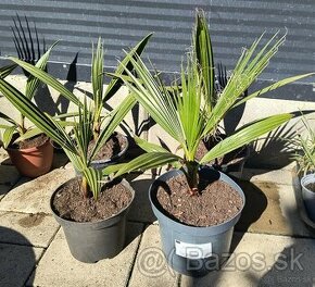 Palma a yucca rostrata