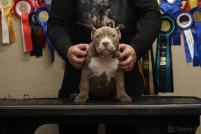 American Bully