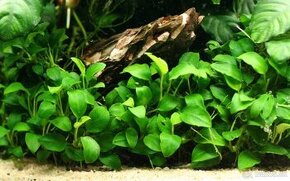 Kupim anubias bucephalandra