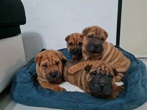 ▶️ SHAR-PEI šteniatko