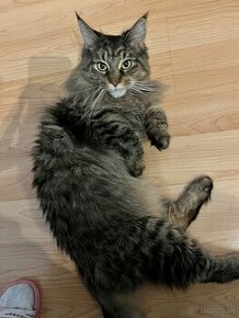 Maine coon