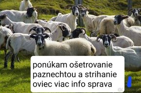 Ponukam ošetrovanie paznechtou