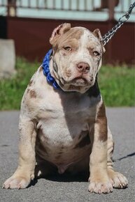 American bully XL/XXL s PP