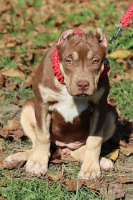 American bully XL/XXL s PP