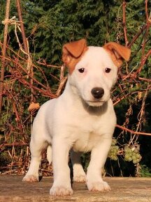 Jack Russel Terier