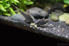 Corydoras Nanus - Pancierniček Drobný