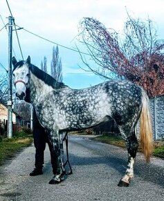 JAZDECKE  SPORTOVY KOBYLU